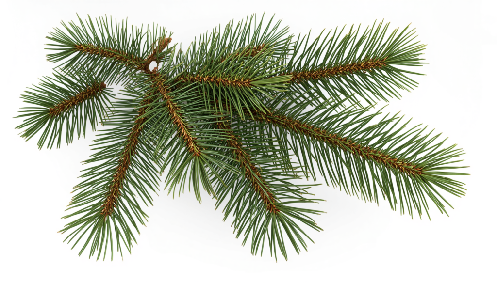 realistic chilgoza pine needles (pinus gerardiana); long green pine needles 6 10 cm in clusters of five; thin needle like leaves; natural pine